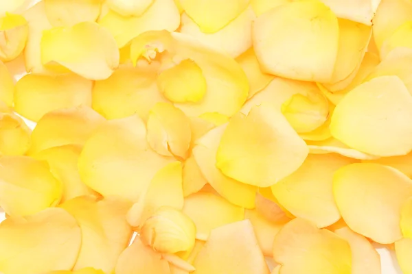 Background of beautiful orange rose petals — Stock Photo, Image