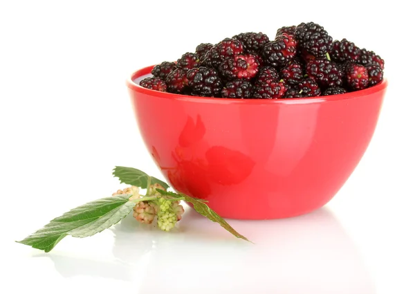 Red bowl with ripe mulberries isolated on white close-up — Stock Photo, Image