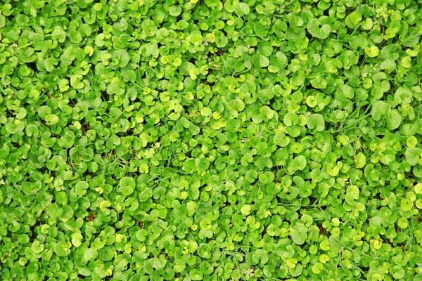 Gramado verde close-up — Fotografia de Stock