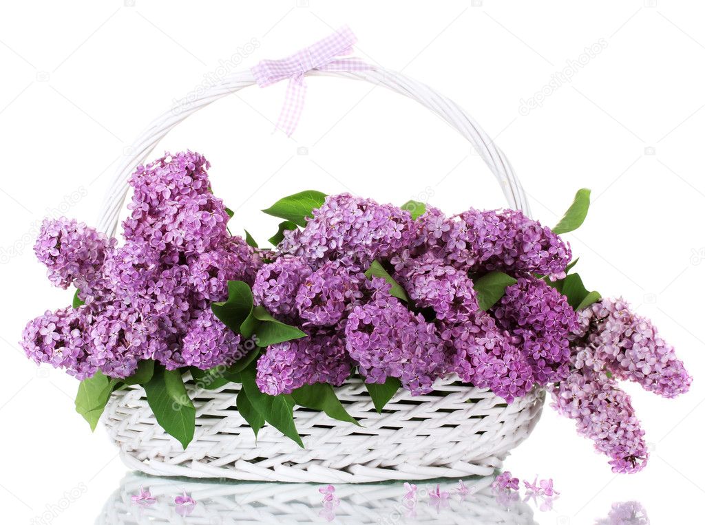 Beautiful lilac flowers in basket isolated on white