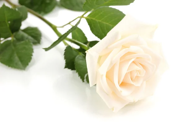 美丽的玫瑰在白色上被隔离 — 图库照片