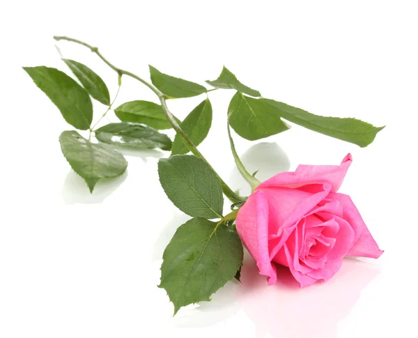 Vakker rose isolert på hvitt – stockfoto