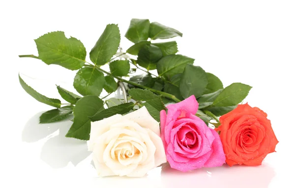 Όμορφα τριαντάφυλλα απομονωμένα σε λευκό — Φωτογραφία Αρχείου