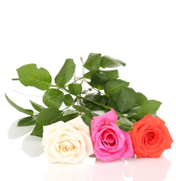 Lindas rosas isoladas em branco — Fotografia de Stock