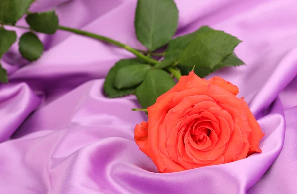 Piękna róża na tkaniny liliowy — Zdjęcie stockowe