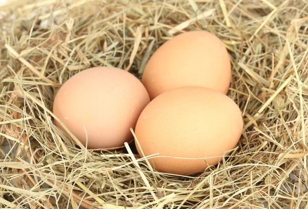 Bruin eieren in een nest van hooi op witte achtergrond close-up — Stockfoto