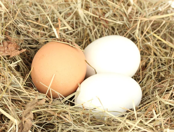 Brązowy i biały jaja w gnieździe siana z bliska — Zdjęcie stockowe