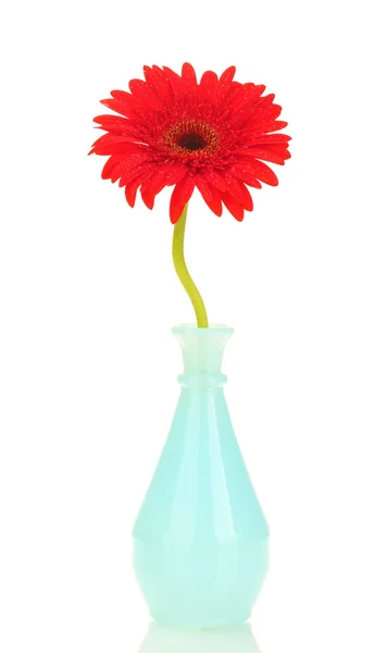 Beautiful red gerbera in vase isolated on white background close-up — Stock Photo, Image