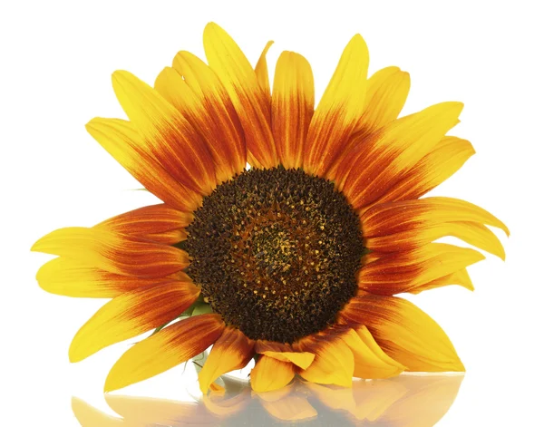 Beautiful sunflowers , isolated on white — Stock Photo, Image