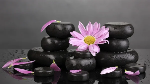 Курортные камни и цветок с капельками воды на сером фоне — стоковое фото