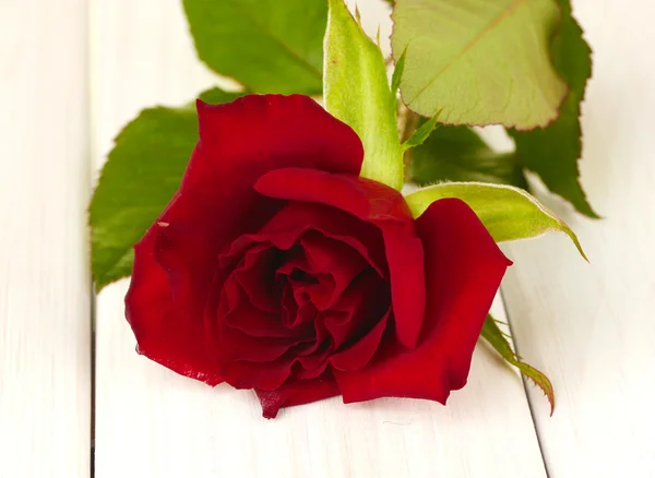 Czerwona róża na biały drewniany stół szczegół — Zdjęcie stockowe