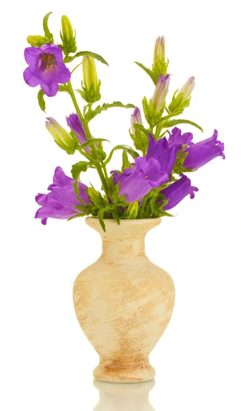 Flores de campana azul en jarrón aislado en blanco —  Fotos de Stock