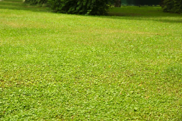 Зеленый газон крупным планом — стоковое фото