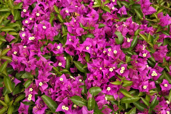 Flor de buganvilla púrpura primer plano —  Fotos de Stock