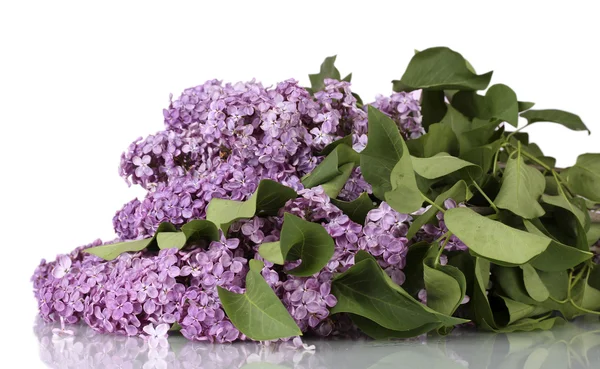 Belles fleurs lilas sur fond violet — Photo