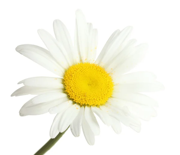 Beyaz izole güzel papatya çiçeği — Stok fotoğraf
