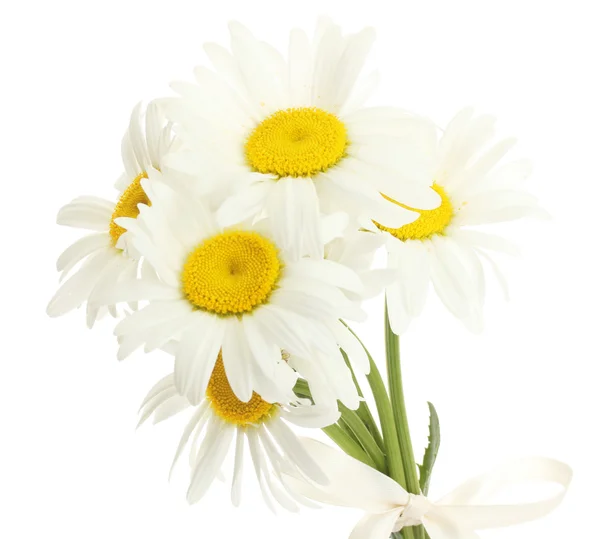 Krásný sedmikrásky květin izolované na bílém — Stock fotografie