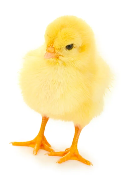Vackra lilla kycklingen isolerat på vita — Stockfoto