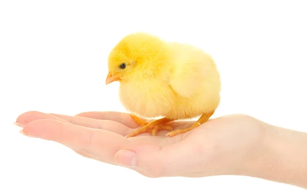 Hermoso poco de pollo en la mano aislado en el blanco — Foto de Stock