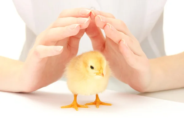 stock image Beautiful little chicken and hands isolated on the white
