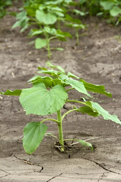 Sunflower growing out of soil in field — Stock Photo, Image