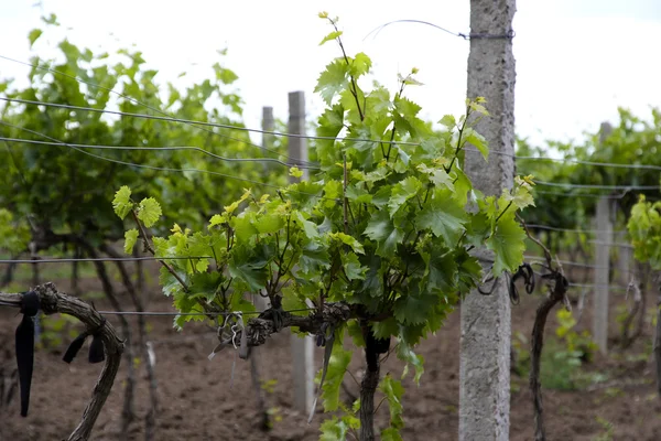 stock image Young vineyard