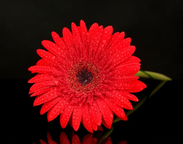 Beautiful red gerbera isolated on black close-up — Stock Photo, Image