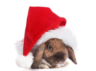 Lop-eared rabbit in cap of Santa Claus isolated on white clipart