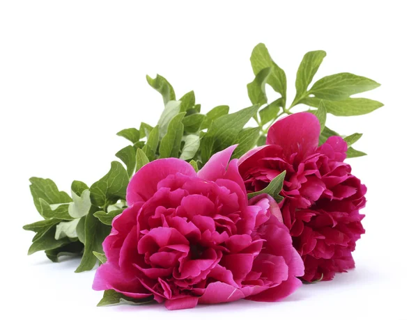 Beautiful pink peonies isolated on white
