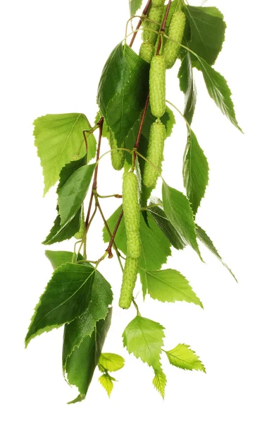 Зеленые листья березы, изолированные на белом — стоковое фото
