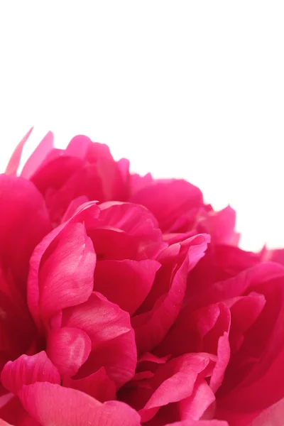 Piwonia piękny różowy z bliska na białym tle — Zdjęcie stockowe