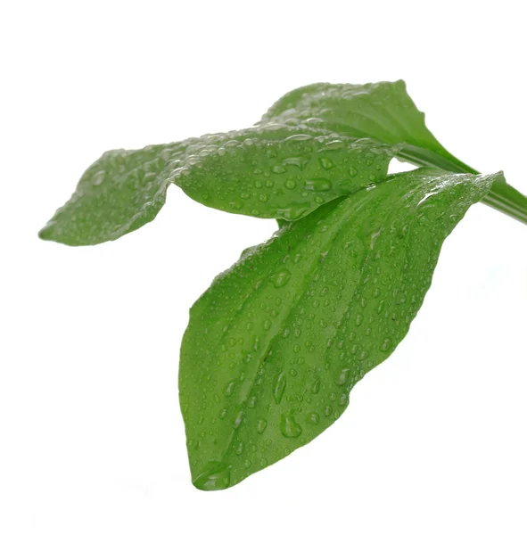 흰색 절연 방울과 질경이 잎 — 스톡 사진