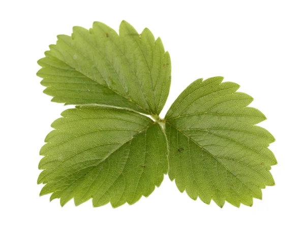 Foglia di fragola verde isolata su bianco — Foto Stock