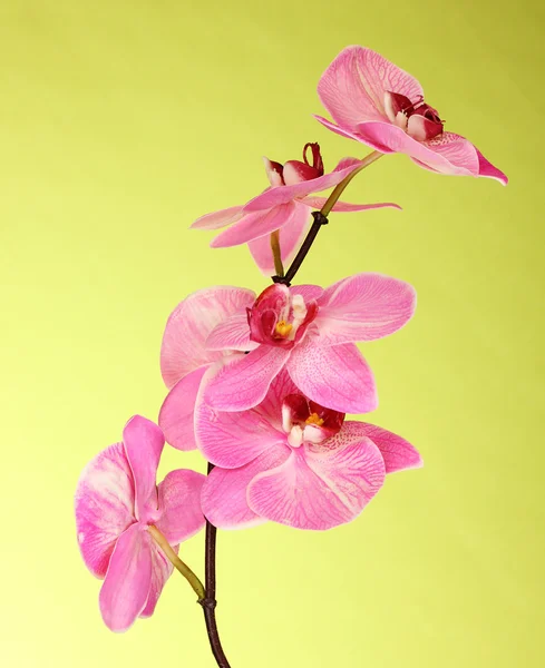 Vackra blommande orkidé på grön bakgrund — Stockfoto