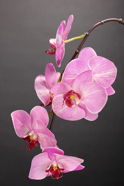 Beautiful blooming orchid on grey background — Stock Photo, Image
