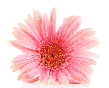 damla üzerinde beyaz izole güzel pembe gerbera