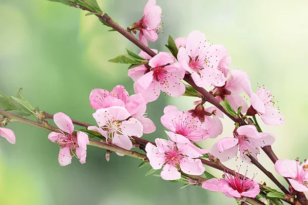 Beautiful pink peach blossom on green background — Stock Photo, Image