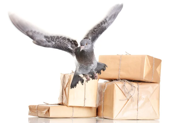 stock image One grey messenger-pigeon and parcels isolated on white