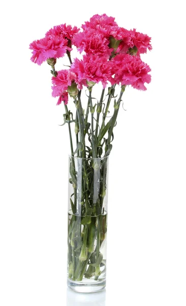 Beautiful pink carnations in glass vase isolated on white — Stock Photo, Image