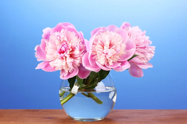 Three pink peonies in vase on wooden table on blue background — Stock Photo, Image