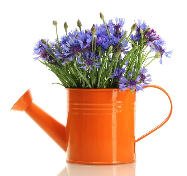 Watering can with cornflowers isolated on white — Stock Photo, Image