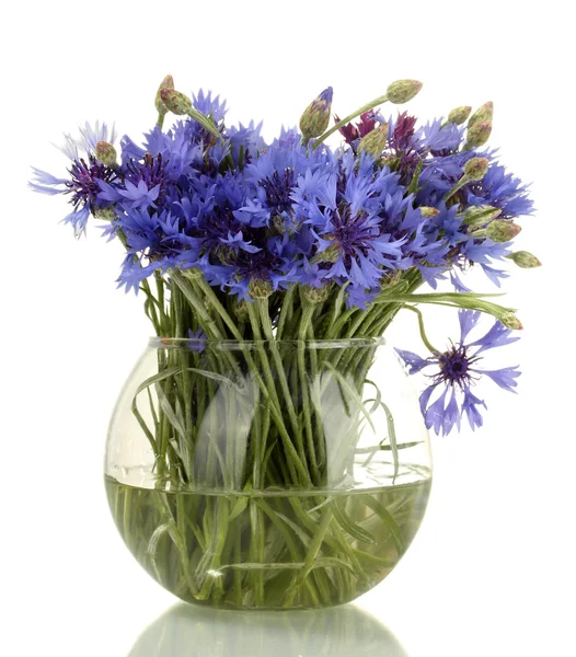 stock image Cornflowers in glass vase isolated on white