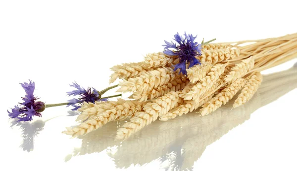 Ears of wheat and cornflower isolated on white — Stock Photo, Image