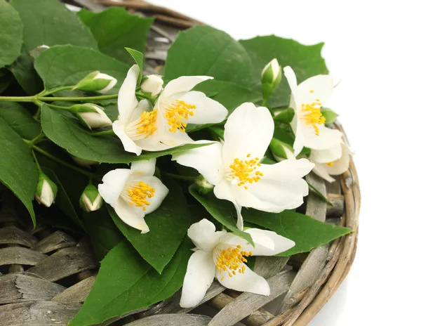 Schöne Jasminblüten mit Blättern isoliert auf weiß — Stockfoto