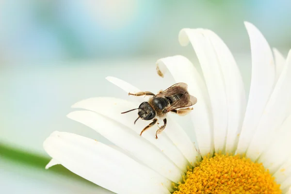 Biene auf dem Gänseblümchen Nahaufnahme — Stockfoto