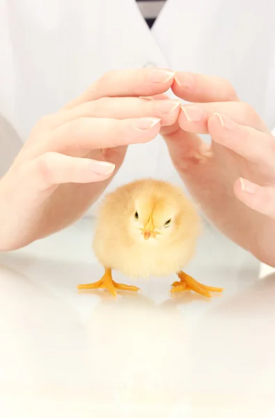 Bellissimo piccolo pollo e le mani isolate sul bianco — Foto Stock