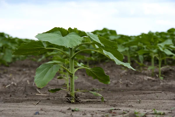 Sunflowers growing out of soil in field — Stock Photo, Image