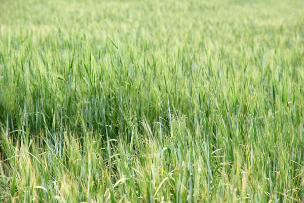 stock image Green wheat field close-up