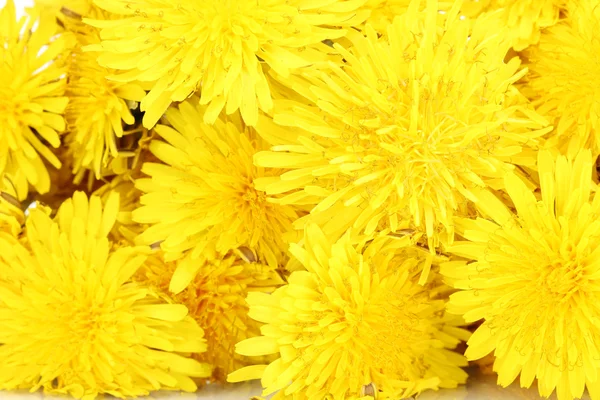 Одуванчик цветы крупным планом — стоковое фото
