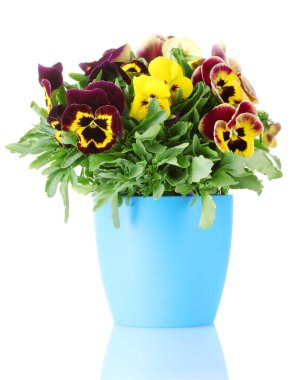 Beautiful violet pansies in flowerpot isolated on a white clipart